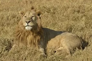 Images Dated 24th August 2013: Lion -Panthera leo-, with a mane, Ngorongoro, Serengeti, Tanzania