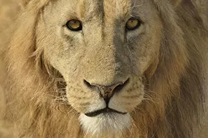 Images Dated 24th August 2013: Lion -Panthera leo-, with a mane, portrait, Ngorongoro, Serengeti, Tanzania