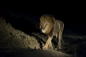 Images Dated 27th May 2013: Lion -Panthera leo-, maned lion, at night, South Africa