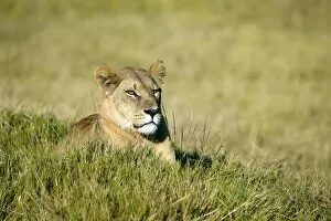Images Dated 1st May 2009: Lion -Panthera leo-, Okavango Delta, Botswana, Africa