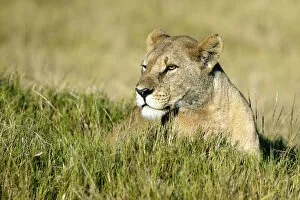 Images Dated 1st May 2009: Lion -Panthera leo-, Okavango Delta, Botswana, Africa