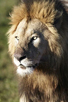 Lion -Panthera leo-, portrait, Ngorongoro Crater, Ngorongoro Conservation Area, Tanzania, Africa