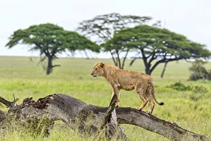 Images Dated 20th February 2014: Lion -Panthera leo- on rotten tree, Serengeti, Tanzania