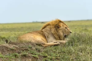 Images Dated 19th February 2014: Lion -Panthera leo-, Serengeti, Tanzania