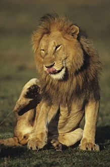 Lion (Panthera leo), sitting on savannah scratching mane, Kenya