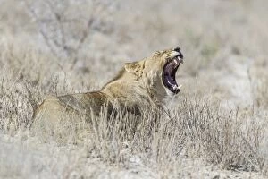 Lion -Panthera leo- yawning, Etosha National Park, Namibia