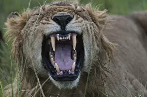 Images Dated 6th October 2013: Lion -Panthera leo-, yawning, Maasai Mara, Kenya