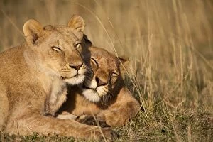 Images Dated 5th September 2009: Lion Pride, Masai Mara Game Reserve, Kenya