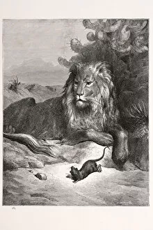 Safari Animals Gallery: Lion and the Rat