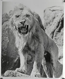 Lion from Samson and Delilah on a Rock Roaring