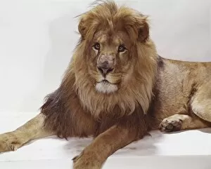 Images Dated 4th July 2011: Lion sitting on white background, close-up