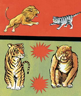Four Animals Collection: Lion, Tiger, Cat