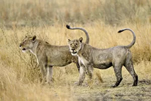 Tail Gallery: Lioness, Katavi National Park, Tanzania