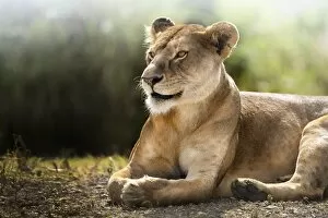 Horizontal Image Gallery: Lioness lying down