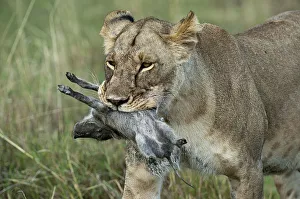 Images Dated 28th September 2013: Lioness -Panthera leo-, adult, with warthog kill, Msai Mara, Kenya
