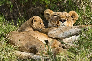 Images Dated 25th July 2014: Lioness -Panthera leo- with cub, Maasai Mara, Kenya