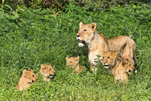 Images Dated 18th February 2014: Lioness -Panthera leo- with her cubs, Ngorongoro Crater, Tanzania
