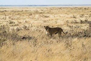 Lioness -Panthera leo- with cubs in steppe, Etosha National Park, Namibia