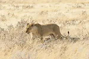 Lioness Prints: Lioness -Panthera leo- with cubs walking through steppe, Etosha National Park, Namibia
