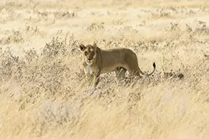 Lioness -Panthera leo- with cubs walking through steppe, Etosha National Park, Namibia