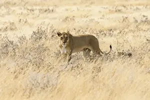 Lioness Prints: Lioness -Panthera leo- with cubs walking through steppe, Etosha National Park, Namibia