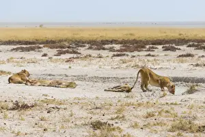Salt Flat Prints: Lioness -Panthera leo- drinking at a waterhole on the edge of the Etosha Pan