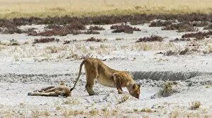Lioness -Panthera leo- drinking at a waterhole in the Etosha Pan, Etosha National Park, Namibia