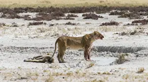 Lioness -Panthera leo- drinking at a waterhole in the Etosha Pan, Etosha National Park, Namibia