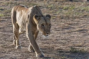 Images Dated 23rd July 2014: Lioness -Panthera leo-, foraging, Msai Mara, Kenya