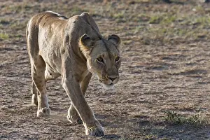 Lioness -Panthera leo-, foraging, Msai Mara, Kenya