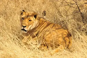 High Prints: Lioness (Panthera leo) in the high grass of the Etosha National Park, Namibia, Africa