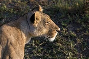 Images Dated 23rd July 2014: Lioness -Panthera leo-, Msai Mara, Kenya