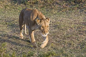 Images Dated 23rd July 2014: Lioness -Panthera leo-, Msai Mara, Kenya