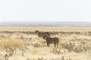 Grass Landscape Prints: Lioness -Panthera leo- standing in the steppe, Etosha National Park, Namibia