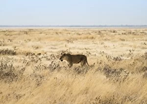 Lioness -Panthera leo- in steppe, Etosha National Park, Namibia