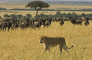 Lioness (Pathera leo) Walking Past a Wildebeest (Connochaetes taur) Herd