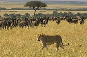 Kenya Prints: Lioness (Pathera leo) Walking Past a Wildebeest (Connochaetes taur) Herd