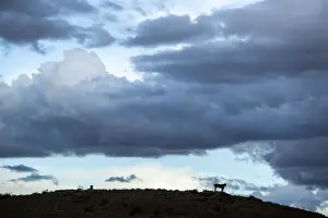 Gallo Keywords Prints: Lioness silhouetted on a ridge, Kgalagadi Transfrontier Park, South Africa