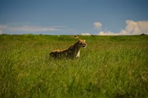 Images Dated 19th January 2010: Lioness Stalking Prey