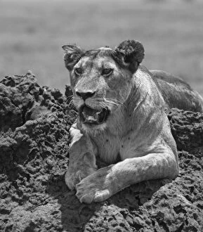 Images Dated 3rd November 2013: Lioness on termite mound, Serengeti