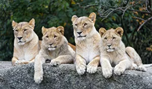 Images Dated 28th October 2014: Two lionesses and two cubs