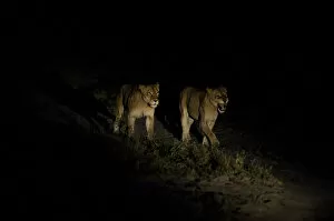 Images Dated 27th May 2013: Two Lionesses -Panthera leo-, adult, at night, South Africa