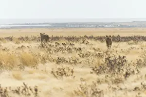 Grass Landscape Prints: Lionesses -Panthera leo- with cubs walking through steppe, Etosha National Park, Namibia