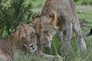 Images Dated 6th October 2013: Lionesses -Panthera leo- greeting each other, Maasai Mara, Kenya