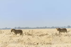 Lionesses -Panthera leo- walking through steppe, Etosha National Park, Namibia