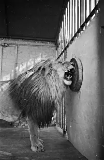 Lions Den