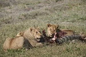 Images Dated 20th December 2010: lions feeding on prey
