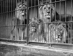 Images Dated 26th November 2018: Roar