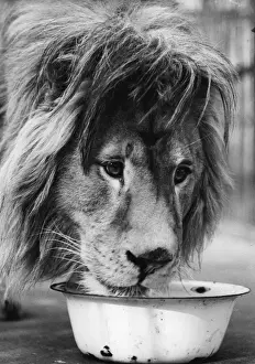 Lions Lunch