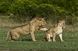 Images Dated 1st October 2013: Lions -Panthera leo-, adult couple before mating, Msai Mara, Kenya